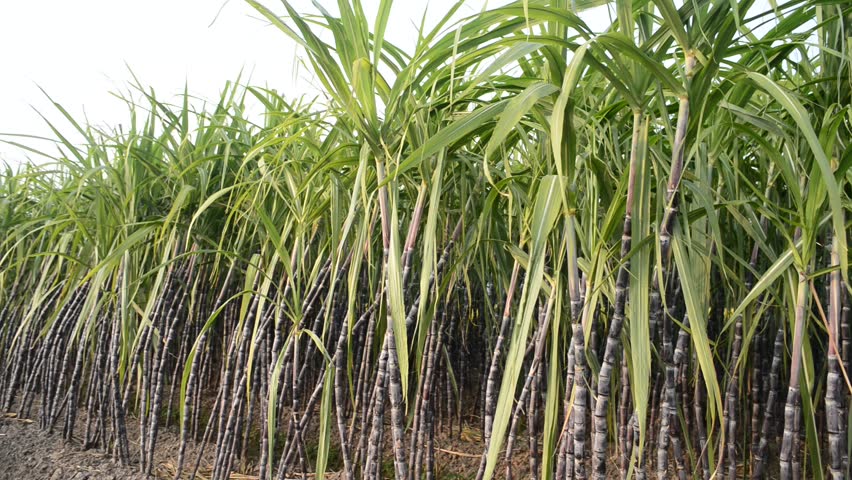 Sugar Cane Field And Jungle Stock Footage Video 1520722 - Shutterstock