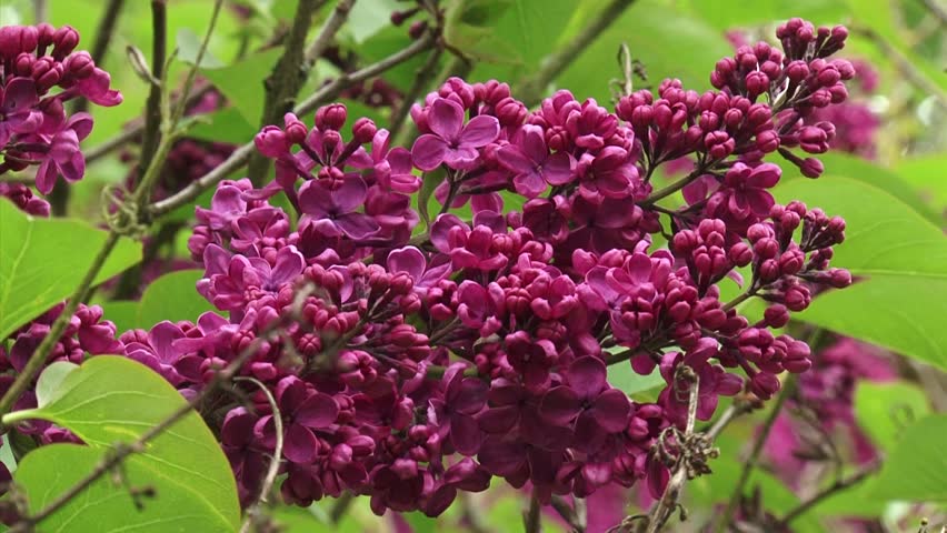 Lilac, Syringa Vulgaris Paul Deschanel - Close Up - A Spreading Shrub ...