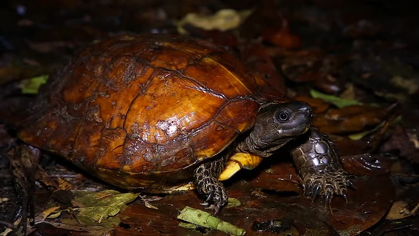 Endangered Spiny Turtle (Heosemys Spinosa) Looks At Camera Before ...