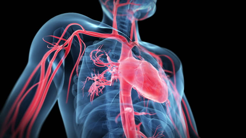 Human Heart Beat + Alpha Channel Stock Footage Video 3535286 - Shutterstock