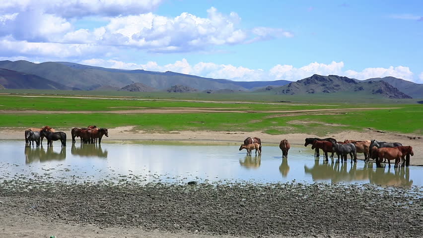 Mongolian Horses In Vast Grassland Standing In Water, Mongolia Stock ...