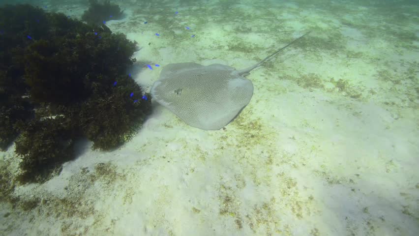 Leopard Whiptail Ray In Reef (Himantura Leoparda) Stock Footage Video ...