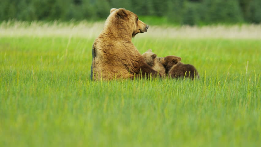 Brown Bear Cubs Feeding From Female Summer Time On Wilderness ...