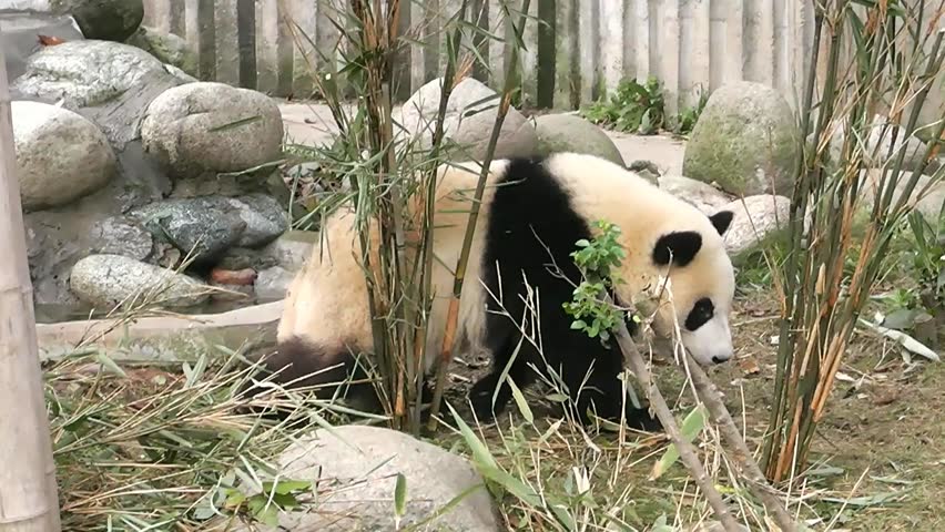 Giant Panda Bear At Zoo. Chengdu. Sichuan. China. Stock Footage Video ...