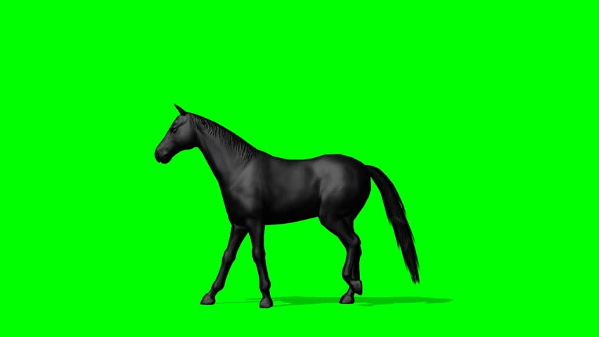 Horse Running With Green Screen. Stock Footage Video 3910811 - Shutterstock