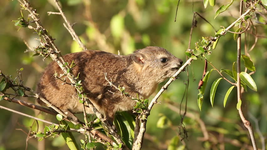 Yellow-spotted Rock Hyrax (Heterohyrax Brucei) Feeding In A Tree ...