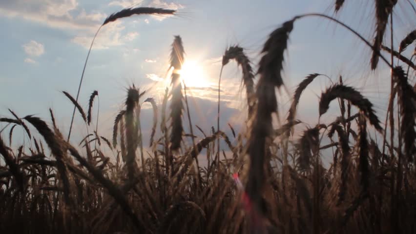 Wheat field in the sunset,wind blowing,wheat waving, close up shot, low ...