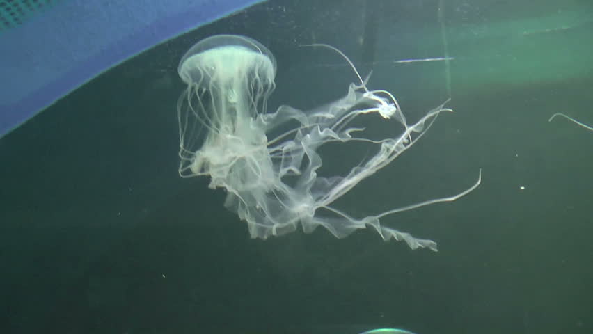 Amakusa Jellyfish(Sanderia Malayensis) On Aquarium, Close-up Hd Clip ...