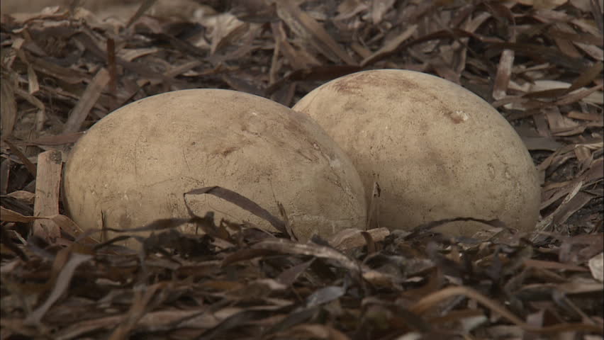 Pelican Eggs Stock Footage Video 5795315 - Shutterstock