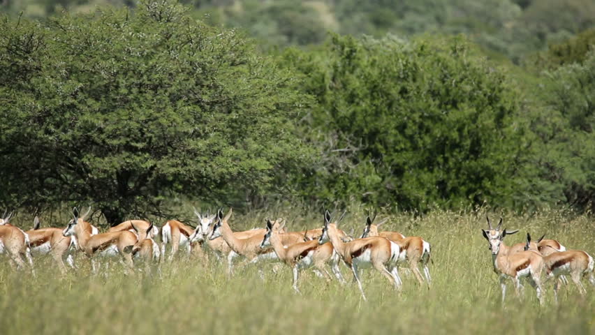 A Stampede Of Deer On The Horizon. Stock Footage Video 7356142 ...