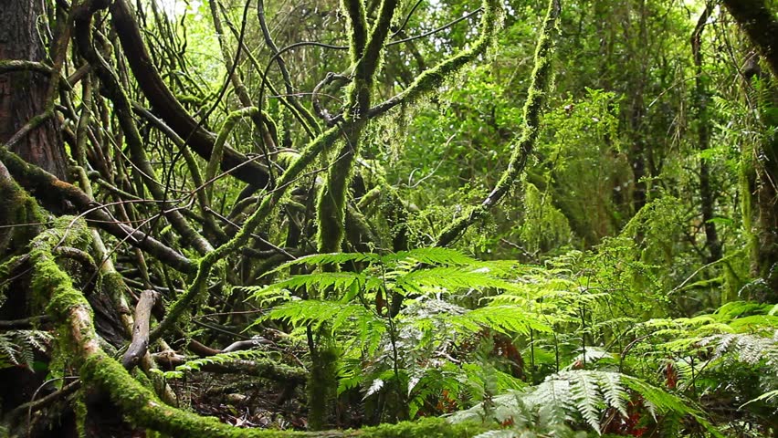 Tree Vines - Rainforest - Australian Landscape This Rainforest ...