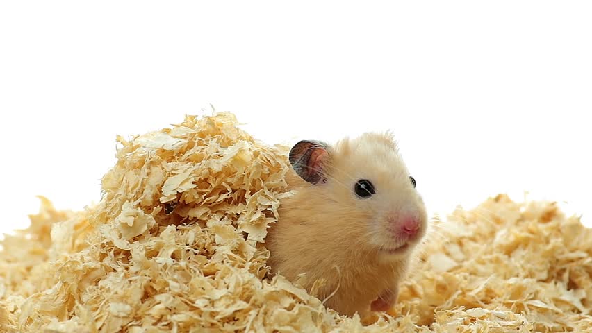 Golden Hamster Grooming On Wood Chips Stock Footage Video 5958923 ...