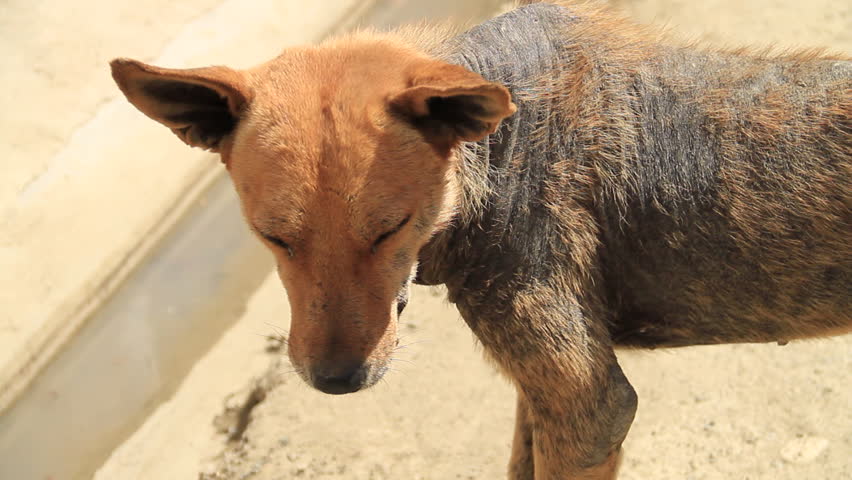 Dirty, Mangy Stray Dog On Poverty Streets - 2 Clips Stock Footage Video ...