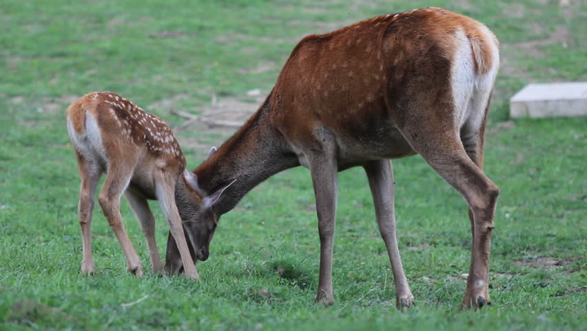 Baby And Mother Deer Grazing Together Green Grass Stock Footage Video ...