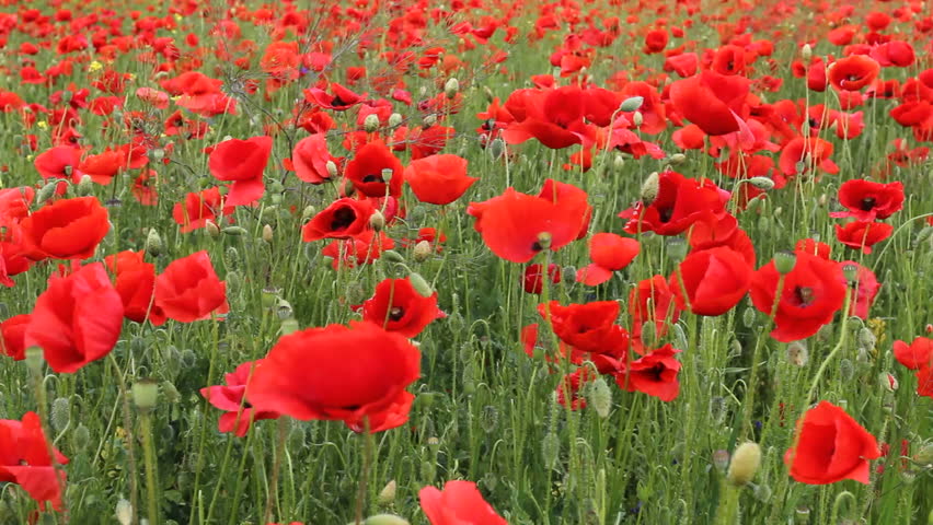 Many Poppy Flower Move In The Wind, Spring Blossom Field Stock Footage ...