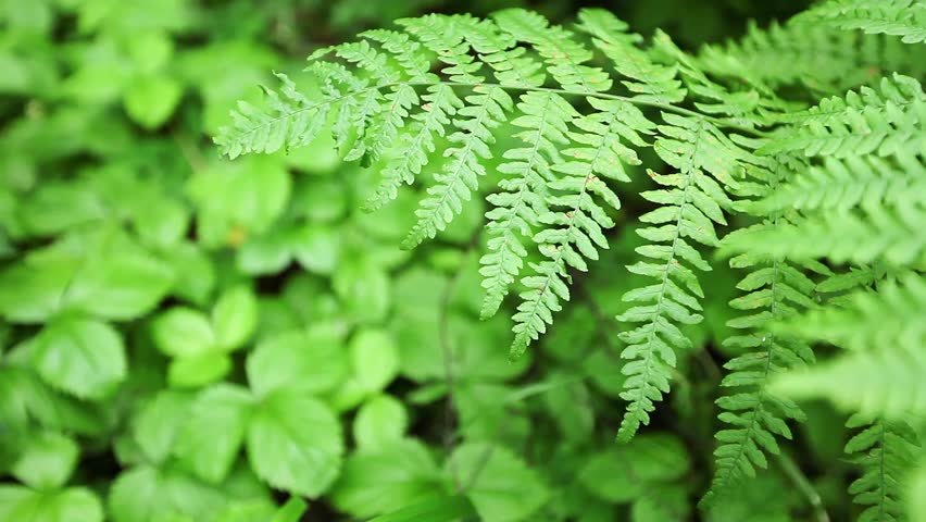 Close-up Of New Northern Lady Fern (Athyrium Felix-femina) Fronds With ...