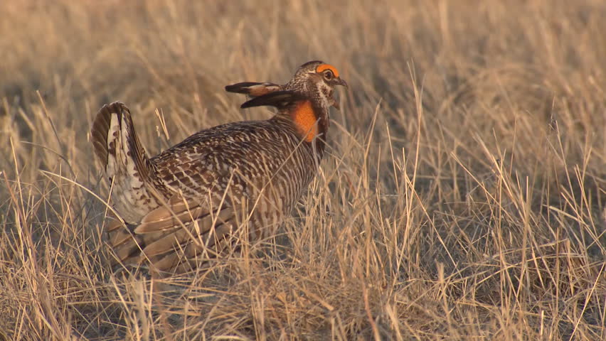 Prairie Chicken Male Adult Lone Calling Spring Breeding Lek Grassland ...