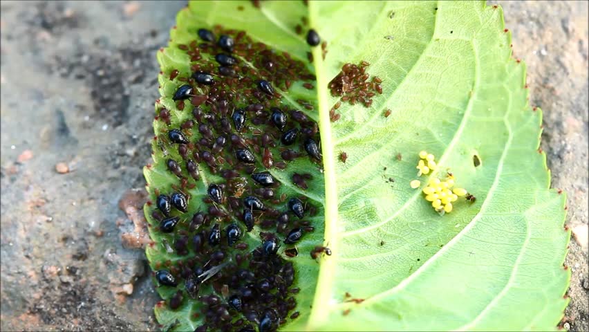 Aphids (Plant Lice) On A Cherry Tree Leaf Stock Footage Video 6589409 ...