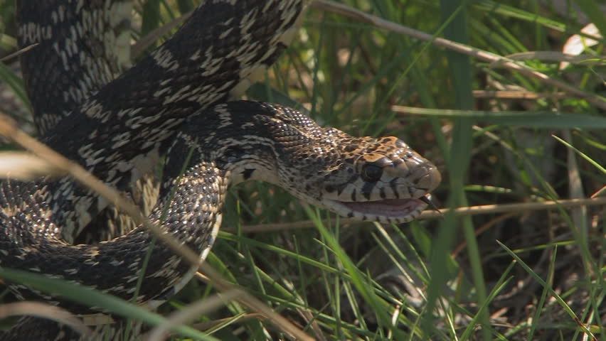 Aggressive Snake In The Grass Stock Footage Video 657895 - Shutterstock