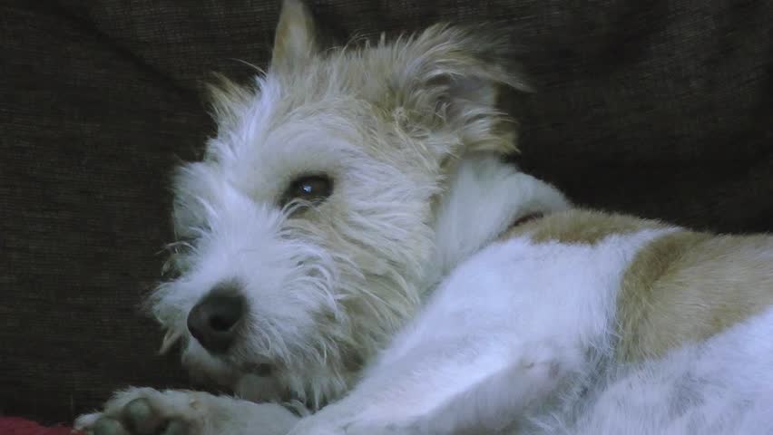 Small Dog Jack Russel West Highland Terrier Cross Bread Sleeping On ...