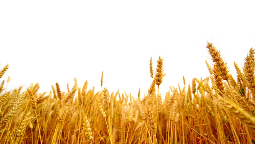 Looping 3d Animation Of A Wheat Field (HD - Alpha Included) Stock ...