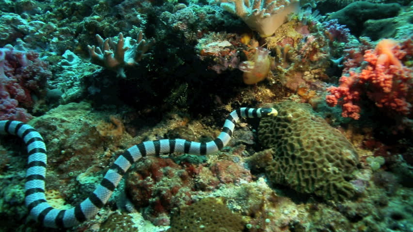 Banded Sea Snake Hunting On Coral Reef In Apo Island, Philippines Stock ...