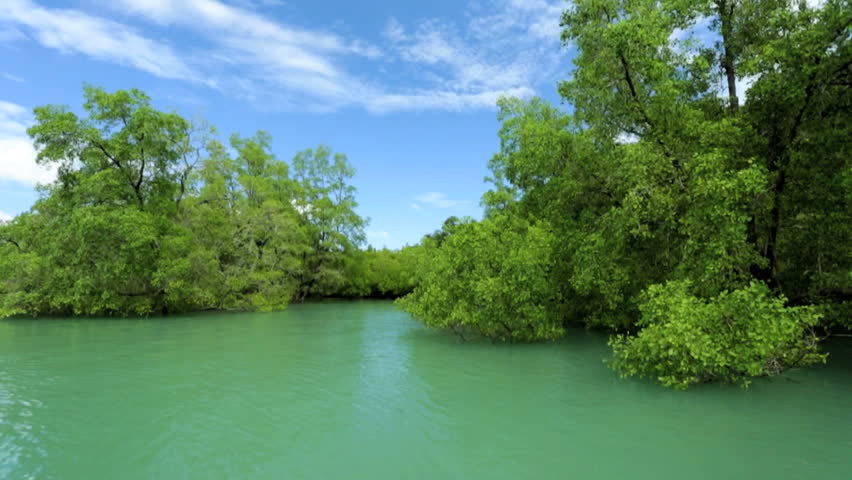 Mangrove Trees Are Highly Productive Biodiversity Rich Inter Tidal ...