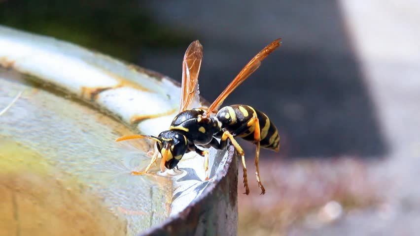 Wasp Drinking Water Stock Footage Video 1314163 - Shutterstock