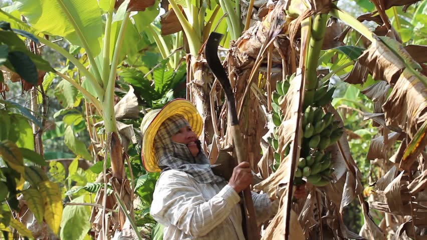 Farmer Using Long Knife To Cut Banana Tree In The Garden Stock Footage ...