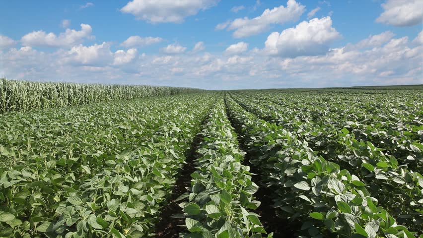 Soy plant in field with blue sky and white fluffy clouds - HD stock ...