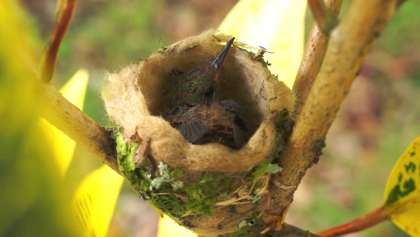 Two Baby Rufous-tailed Hummingbird In The Nest, 2 Days Old, Costa Rica ...