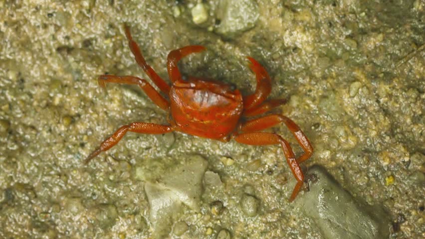 Video 1920x1080 - Moving Red Land Crab (Phricotelphusa Limula Or ...