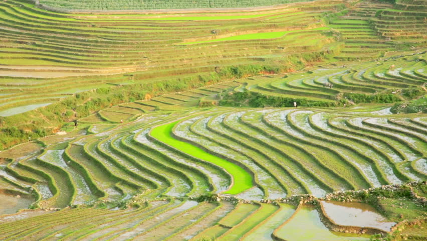 Gorgeous Farm Fields, Rice Paddy Terraces, Sapa, Vietnam Stock Footage ...