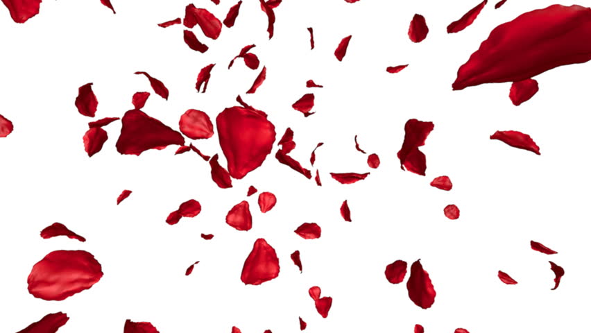 Rose Petals Flying On White Background, 3d Animation Stock Footage ...