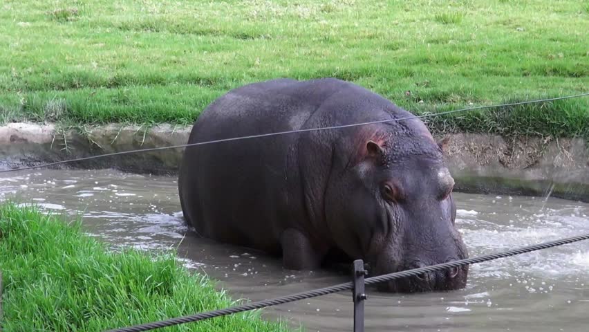 Funny Hippo Eats Grass From The Hands Of Man, His Mouth Wide Open ...