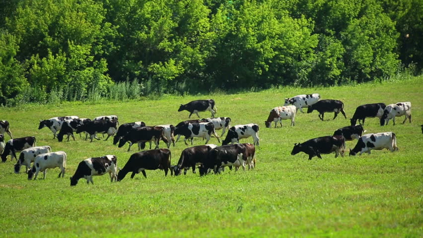 Large Herd Of Cows On Pasture Stock Footage Video 7712560 - Shutterstock