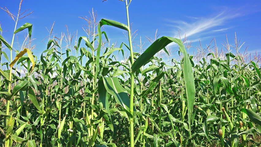 Corn Field. 4k Uhd Steadycam Shot. Maize Plant. Stock Footage Video ...