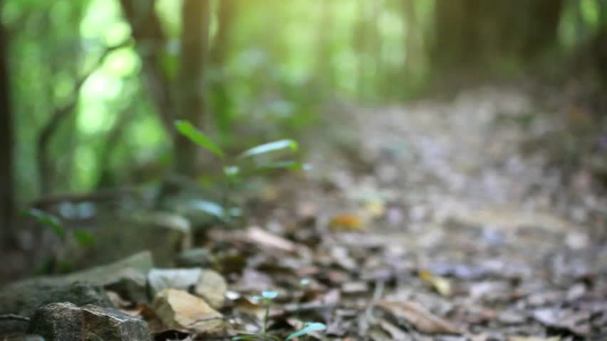 Green Jungle Forest With Sunlight In Thailand. Blurred Background. HD ...