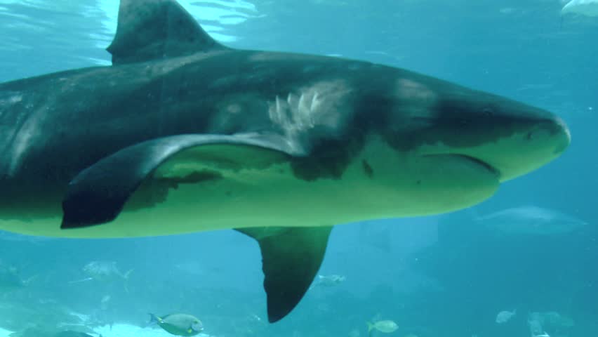 Bull Or Zambezi Shark (Carcharhinus Leucas) Swimming On The Protea ...