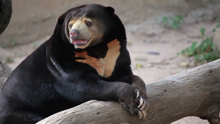 Malayan Sun Bear Or Honey Bear, Science Names 