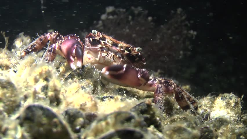 Marine Invertebrate Decapod Marble Crab (Pachygrapsus Marmoratus ...