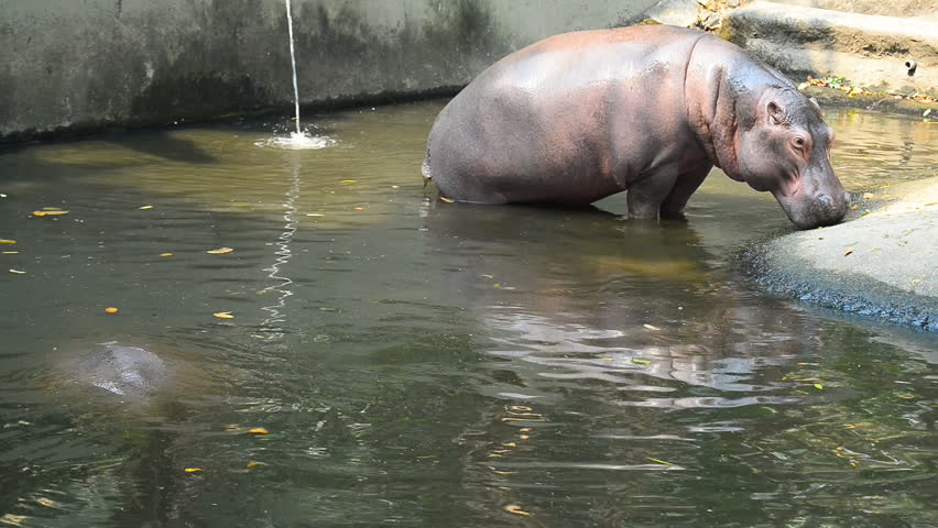 Hippopotamus Submerged In Water And Diving. Stock Footage Video 9175286 ...