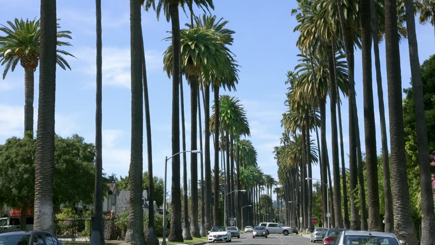 4K, UHD, Palm Trees In Tropical Beverly Hills, Los Angeles, California ...
