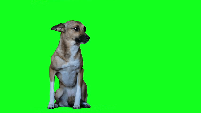 Barking Dog In Green Screen Studio Stock Footage Video 5018567 ...