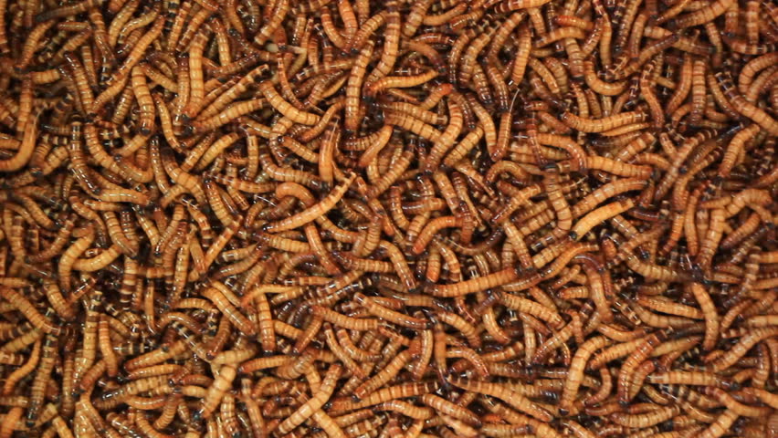 Meal Worms Is The Common Name For The Larvae Of The Beetle Tenebrio ...