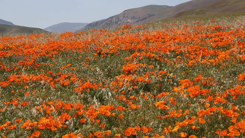 Beautiful Poppy Field - Each Spring The Poppy Fields Bloom In Southern ...