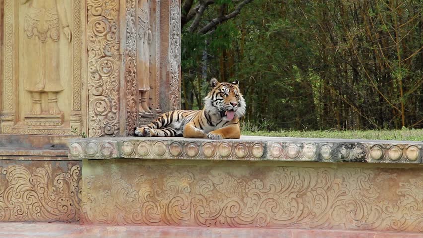 Breathing Rhythm Of The Tiger Stock Footage Video 2598143 - Shutterstock