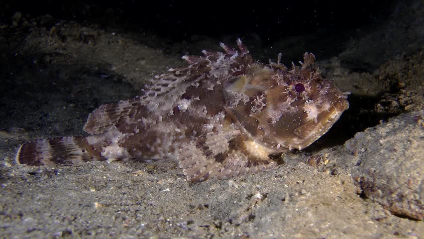 Black scorpionfish (Scorpaena porcus) lies at the bottom, medium shot ...